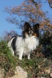 EPAGNEUL PAPILLON 131